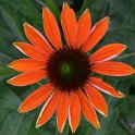 Echinacea purpurea 'Cheyenne Spirit' (4)